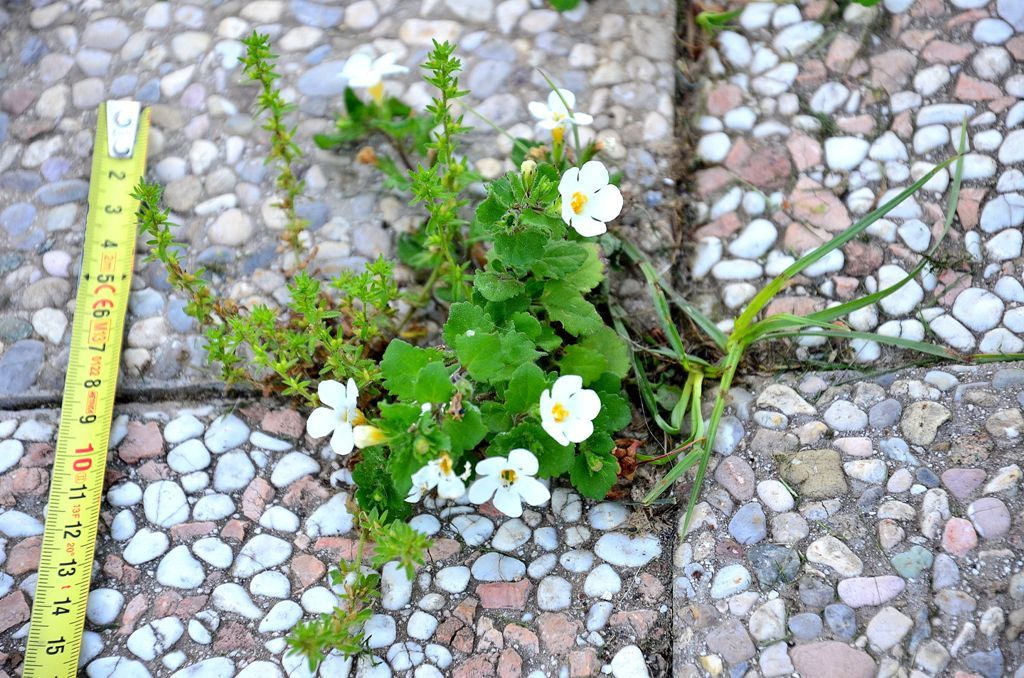 Chaenostoma cordatum (Lamiales - Scrophulariaceae)